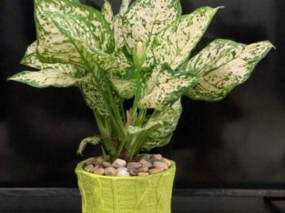 Real Indoor Plant for sale